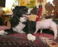 Bild: Karl-Josef Hildenbrand
Hündin Molly säugt das knapp sechs Wochen alte Ferkel Rosa. Die Border Collie Hündin nährt das Ferkel, welches zu klein war sich gegen seine Geschwister an den Zitzen der Muttersau durchzusetzen.