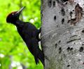 Bild: exb/Bosch
Junger Schwarzspecht schaut aus seiner Bruthöhle in einer Buche heraus, während der Altvogel am Stamm sitzt.