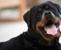 Bild: Federico Gambarini/dpa
Treuer Blick: Um einen Rottweiler ging es auch im Regensburger Prozess.