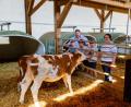 Bild: Hösamer
Kälber füttern: Was hier die Enkel Carolin, Ina und Johannes im Stall der Erlebnisbauern Christa (rechts) und Johann Fritsch (links) erleben, steht allen Kindern offen. Für das Programm "Erlebnis Bauernhof" können Schulen jetzt wieder kostenlose Besuche beispielsweise auf dem Fritschhof in Weiding buchen.