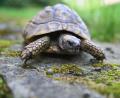Bild: Kästle/dpa, Symbolbild
Eine Spaziergängerin findet in einer Wiese beim Zeitlarner Ortsteil Laub eine Rundwangenschildkröte. (Symbolbild)