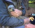 Bild: Richard Czernecka/BImA
Der junge Seeadler vom Truppenübungsplatz Grafenwöhr erhielt an seinen Beinen zwei Ringe.