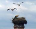 Bild: gz
Noch versuchen die beiden Altvögel zu zweit, den Gänsegeier zu vertreiben - zunächst vergeblich.