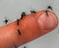 Bild: Armin Weigel
Auf einem Finger sitzen zahlreiche Mücken. Foto: Armin Weigel/Archivbild