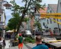Bild: Michael Ascherl [Michael Ascherl] (michael.ascherl@oberpfalzmedien.de, mascherl)
Seit dem Gewitter am Montag weist die Robinie am Oberen Markt einen gefährlichen Schiefstand auf.