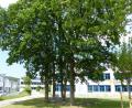 Bild: cv
Weil die Raupen des Eichenprozessionsspinners Bäume unweit von Gymnasium und Wohnbebauung befallen haben, wurden die Anwohner besorgt. Das Problem scheint aber gelöst zu sein.