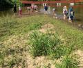 Bild: exb
Kescher und Wasserbecher waren gefragt: In der Schlammregion der Naab konnten die Grundschüler verschiedenste Insekten und Lebewesen begutachten und anschließend wieder in ihren Lebensraum entlassen