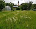 Bild: gi
Solche Blumen-Blühflächen gibt es auch heute noch in den Wohngebieten von Moosbach. Je häufiger gemäht wird, desto schwerer haben es die Insekten.