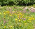 Bild: es
An dieser Augenweide am Ende des geologischen Lehrpfaders muss man einfach nur stehenbleiben und sich an der Pracht der Natur erfreuen.