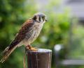 Bild: exb
Wer hat "Herkules" gesehen? Der Buntfalke ist nach der Flugshow am Fischhofpark verschwunden.