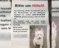Bild: Nicole Falkenstein
Kurz nachdem der Hund verschwunden war, hängte der 38-jährige Halter die Plakate überall in der Amberger Altstadt aufgehängt.
