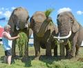 Bild: Gabi Schönberger
Hardy Weisheit, Wildtierexperte des "Circus Afrika" , füttert seine drei Elefantendamen mit frischem Gras.