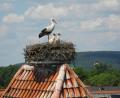 Bild: ibj
Im Beisein eines Altvogels erwarten die Storchenkinder Futternachschub im Nest auf dem Amberger Tor in Hahnbach.
