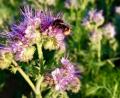 Bild: Markus Fleischmann
Genau hinschauen lohnt sich: Die Blühwiese in Winbuch ist jetzt schon Anziehungspunkt für viele Insekten.