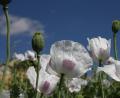 Bild: bsc
Um den Anbau von Mohn geht es beim nächsten Bio-Bauern-Stammtisch. Am Donnerstag, 4. Juli, steht die Sonderkultur im Mittelpunkt. Nach der Besichtigung einiger Felder erfolgt ein zwangloser Austausch in der "Schlossschänke" in Friedenfels.