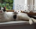 Bild: Tobias Gräf
Mag keine Hunde, liebt aber Menschen - insbesondere Frauen: Kater Siggi lebt seit April bei Sabine Schmid in Meerbodenreuth und braucht nun ein neues Zuhause.