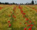 Bild: Barbara Ströll, Öko-Modellregion
So schaut ein Bio-Acker von Karl Trummer in Oberweißenbach aus: Wintergerste mit Mohn-Streifen. Das Streifenmuster ergibt sich durch die besondere Anbauweise der Dammkultur. Dabei bleibt zwischen den Getreidereihen viel Platz für Wildkräuter und Feldlerchen.