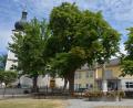 Bild: jr
Prächtig gedeiht die von Baumsachverständigen Edgar Wenisch in aufwendiger Weise revitalisierte Rosskastanie (Mitte) am Therese-Neumann-Platz. Dankesworte gab es dafür im Marktgemeinderat.