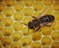Bild: Fredrik von Erichsen/dpa
Eine Biene läuft in einem Bienenstock über die mit Honig gefüllten Waben.