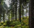 Bild: exb
Im Oberpfälzer Wald hat der Wanderer die Qual der Wahl. Wie hier am Goldsteig bei der Burgruine Weißenstein im Steinwald sind viele schöne Wanderwege gut beschildert: ein Verdienst von Wegepaten.