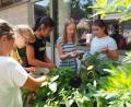 Bild: Elly-Heuss-Gymnasium
Schülerinnen der 5.Klasse ernten Kräuter im Schulgarten.