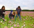 Bild: bsc
Das Vorkommen von Insekten auf Mohnblüten erforschten in Friedenfels im Auftrag der Uni Bonn Mareen Geyer und Rosa Albrecht (von links). Mohn-Pionier und Bio-Bauer Josef Schmidt (rechts) unterstützte die Arbeiten der beiden Forscherinnen und freut sich auf die Auswertungen und Ergebnisse, die die Universität in einigen Wochen liefern wird.