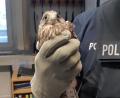 Bild: Bundespolizei Weiden
Auf Hinweis einer Autofahrerin engagieren sich zwei Weidener Bundespolizisten als Falkenretter. Sie bringen den flugunfähigen Greifvogel in die LBV-Vogelauffangstation nach Regenstauf. Dort scheint sich der junge Turmfalke inzwischen gut erholt zu haben.
