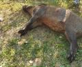 Bild: gri
Das Wildschwein überlebte den Sprung in den Weiher nicht.