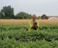 Bild: LWG
Gartenbauingenieurin Birgit Rascher erntet auf dem Melonenacker des Gemüsebauversuchsbetriebs Bamberg der LWG Wassermelonen.