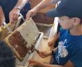 Bild: gz
Die Kinder ernten mit den Imkern den Schulhonig.
