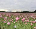 Bild: bsc
Unzählige pinkfarbene Mohnblüten leuchteten den Besuchern des ersten Mohnblütenfestes entgegen.
