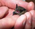 Bild: edo
Diese junge Zwergfledermaus entdeckte Markus Liebl, nachdem sie aus dem Quartier gefallen war. "Man muss sie in einem solchen Fall wieder zur Mutter zurückbringen, da da Jungtier sonst verhungert“, erklärte der Fledermausbeauftragte des Landkreises Neustadt/WN.