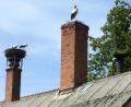 Bild: Schwab/exb
Foto vom 20. Juli 2019 mit den drei Jungstörchen auf dem ursprünglichen und einem der Altstörche auf dem „neuen“ Horst.