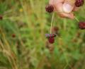 Bild: Hanna Gibbs
Ein Sechsfleck-Widderchen auf einem Wiesenknopf.
