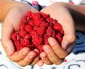 Bild: njn
Wie heimische Beeren zu Leckereien weiterverarbeiten werden können, zeigt der Kurs "Freche Früchtchen - Kochen und Backen für Kinder."