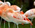 Bild: Karl-Josef Hildenbrand/dpa
Flamingos stehen im Freizeitpark Geiselwind.