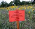 Bild: jma
Leuchtend rot und nicht zu übersehen: Ein Schild warnt Spaziergänger davor, die Sonnenblumen bei Pressath zu pflücken.