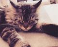 Bild: Andrea Penkert
Zum Weltkatzentag haben unsere Facebook-Nutzer viele schöne Bilder von ihren Samtpfoten geschickt.