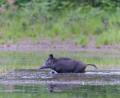 Bild: hrö
Dieses Wildschwein ist eine „coole Sau“. Abkühlung sucht sich das Tier einfach in einem Wasserloch.