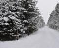 Bild: ca
Der frühere Kolonnenweg der CSSR-Grenzwachen bei Cheb (Eger). Nur wenige hundert Meter durch den Wald nach Westen (im Bild nach links) - und Flüchtlinge hätten die Bundesrepublik erreicht gehabt.