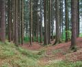 Bild: tss
Deutlich sind in der 1611 errichteten Tillyschanze bei Eslarn die Gräben zu erkennen, die einst noch tiefer waren. Von der früheren Bebauung ist nichts mehr zu sehen, aber ein Wald stand damals nicht an der Stelle.