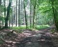 Bild: pkec
Bei heißen Temperaturen im Schatten wandern: Der karstkundliche Wanderpfad bei Neuhaus an der Pegnitz.