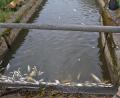 Bild: tr
Zentnerweise stauten sich die verendeten Fische am Rechen im Triebwerkskanal.