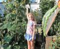 Bild: exb
Sonnenblume