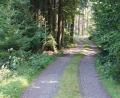 Bild: mmj
Auf Waldwege, hier im Bereich „Kohlschlag“, richtet die Gemeinde im kommenden Jahr besonderes Augenmerk. Zugewucherte Gräben sollen freigelegt werden.