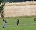 Bild: Heimler/exb
Schwarzstörche (Ciconia Nigra), wie hier in der Gemeinde Fensterbach zu bewundern, galten zu Beginn des 21. Jahrhunderts in Bayern als weitgehend ausgestorben