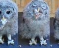 Bild: VLAB 
Die Rückkehr des Habichtskauz: Kleiner Vogel mit großem Appetit, die Kollage zeigt, wie ein Jungtier eine Maus verspeist.