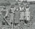 Bild: Sammlung Margarethe Ledwinsky, 1939/Archiv: Josef Schmaußer
Diese Aufnahme entstand bei Streitbühl (Gemeinde Edelsfeld). Das „Ranner hauen“ war zwar sehr unbeliebt, aber alle Familienmitglieder mussten zusammenhelfen, um dem Unkraut Herr zu werden. Das Foto stammt aus dem „Eisengau“ Nr. 24/2005 „Bevor der Bulldog kam – vom Leben in einem Oberpfälzer Dorf“ von Karl Regler aus Edelsfeld.