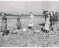 Bild:  Familie Donhauser – Archiv: Josef Schmaußer
Die Wirtsfamilie Kleindienst (heute Donhauser) aus Haag um 1932 beim „Erdöpflgroom“ auf der „Köferinger Hoi“ (Heide), in der Nähe des Haager Viadukts.