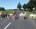 Bild: fz
Beim Überqueren der Straße passen die Kinder auf ihre Lamas auf.